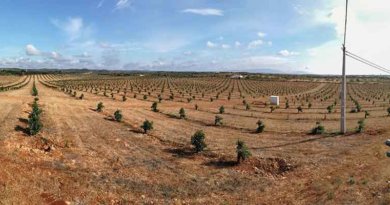 Avocado Plantage Algarve