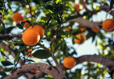 Orangen an der Algarve
