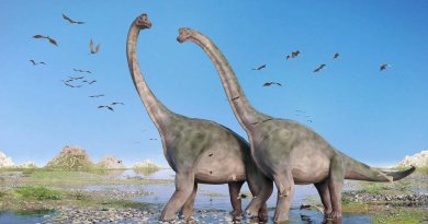 Sauropoden Dinosaurier