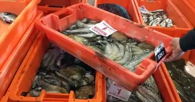 Fischauktion am Hafen